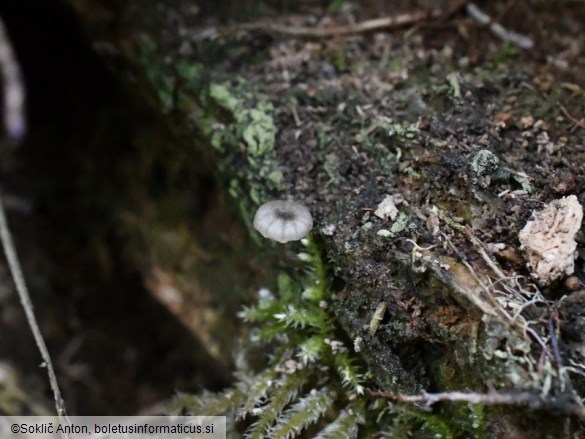 Entoloma rhodocylix