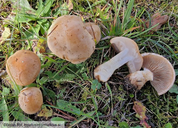 Hebeloma laterinum