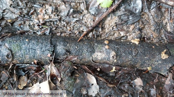 Adelphella babingtonii