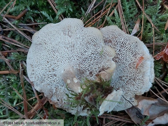 Lentinus arcularius