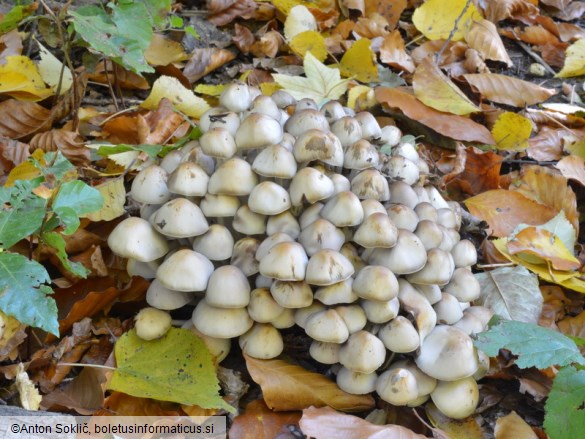 Psathyrella multipedata