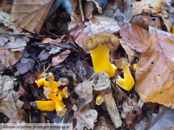 Craterellus lutescens