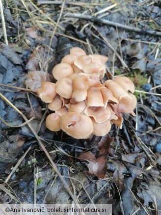 Gymnopus dryophilus