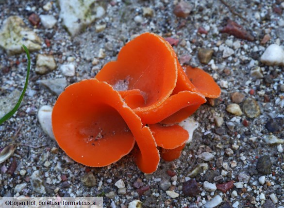 Aleuria aurantia