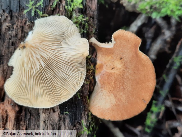 Crepidotus crocophyllus