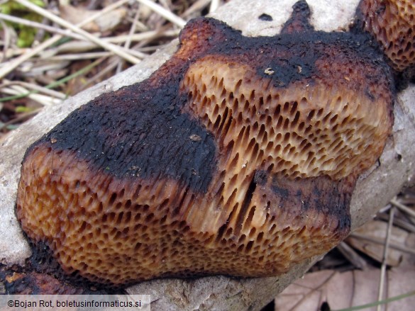 Szczepkamyces campestris