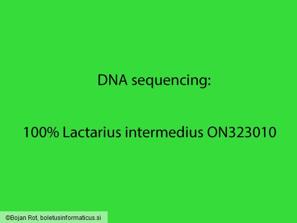 Lactarius intermedius