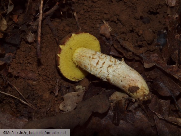 Hemileccinum impolitum