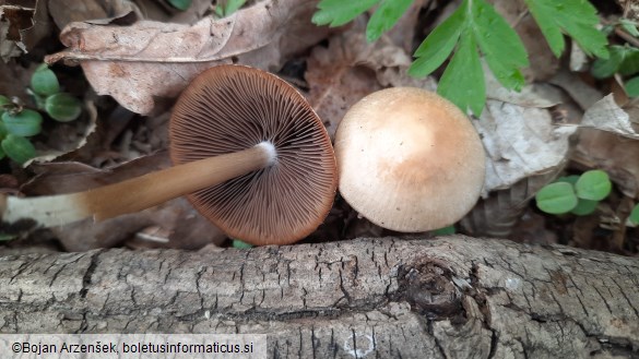 Psathyrella spadiceogrisea