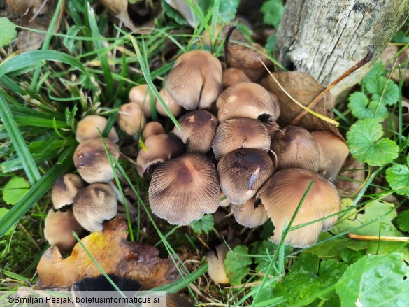 Coprinellus micaceus
