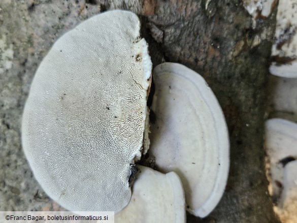 Trametes gibbosa