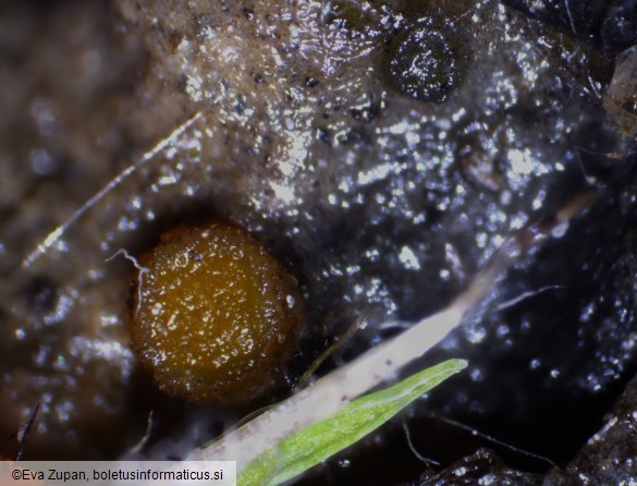 Ramsbottomia macracantha