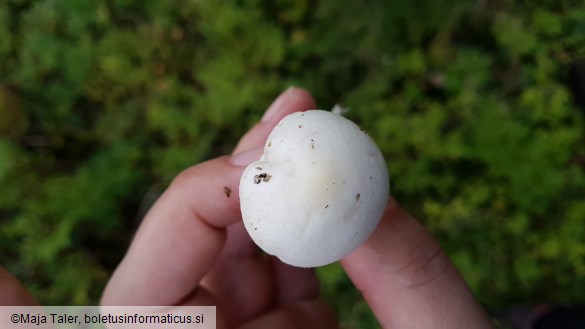 Hygrophorus chrysodon