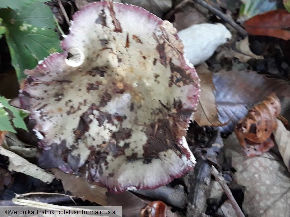 Russula cavipes