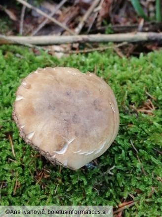 Tylopilus felleus