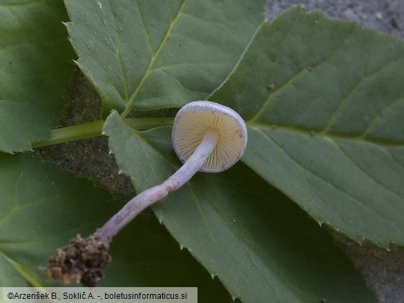 Cystolepiota bucknallii