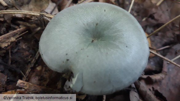 Clitocybe odora