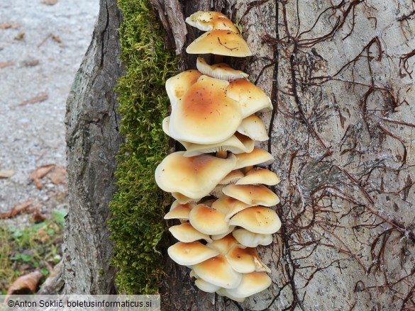 Flammulina fennae