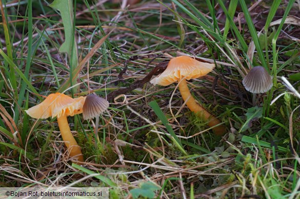 Mycena aetites