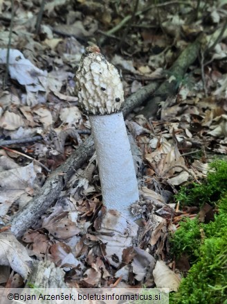 Phallus impudicus