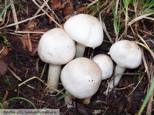 Agaricus xanthodermus