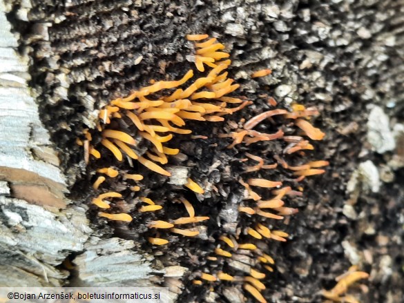 Calocera cornea