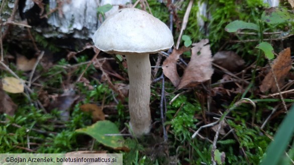 Leccinum holopus