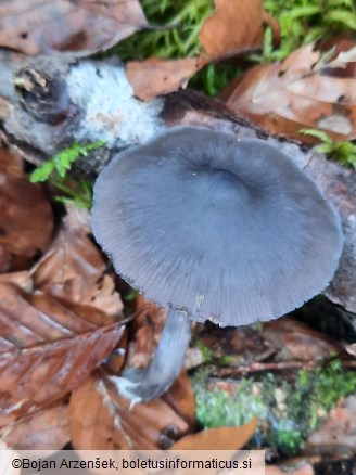 Entocybe nitida