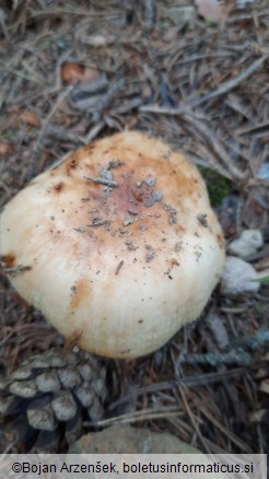 Russula grata