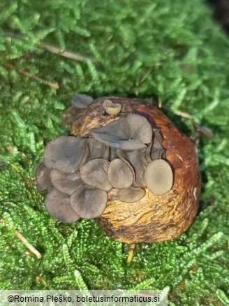 Rutstroemia echinophila