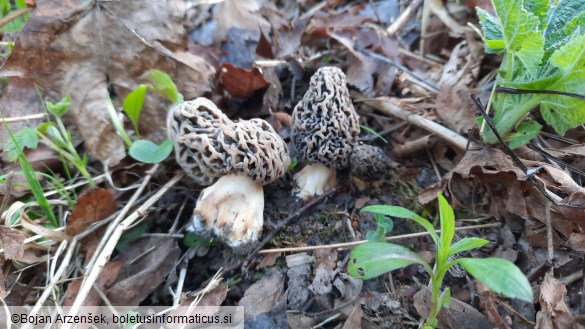 Morchella vulgaris