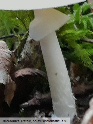 Amanita phalloides