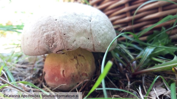 Boletus calopus