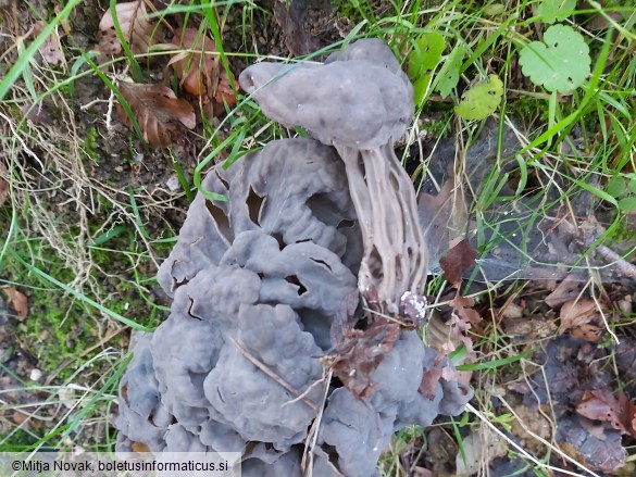 Helvella lacunosa