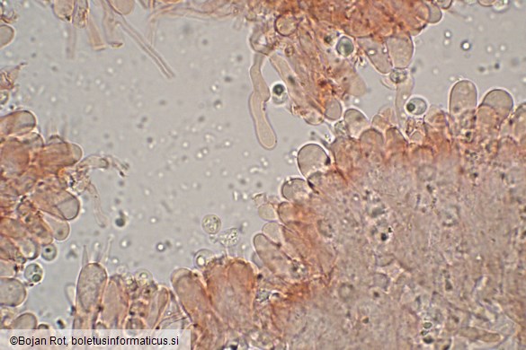 Resupinatus striatulus