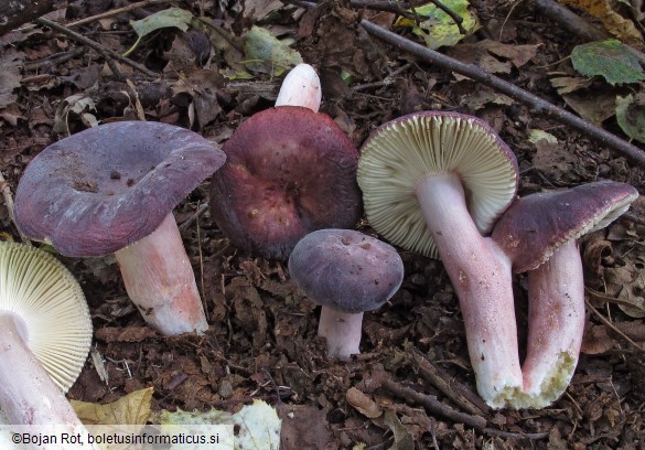 Russula amoena