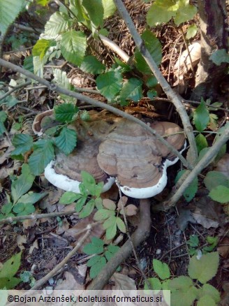 Ganoderma applanatum