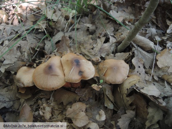 Cortinarius bulliardii