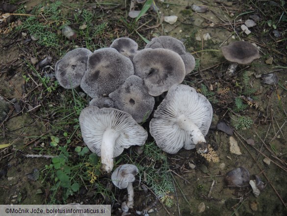 Tricholoma gausapatum