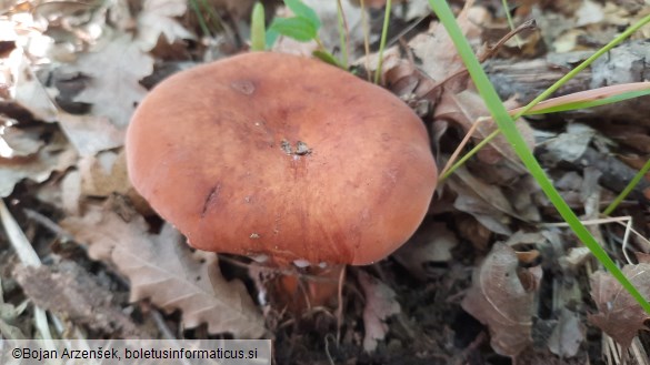 Lactarius volemus