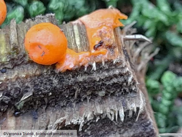 Lycogala epidendrum