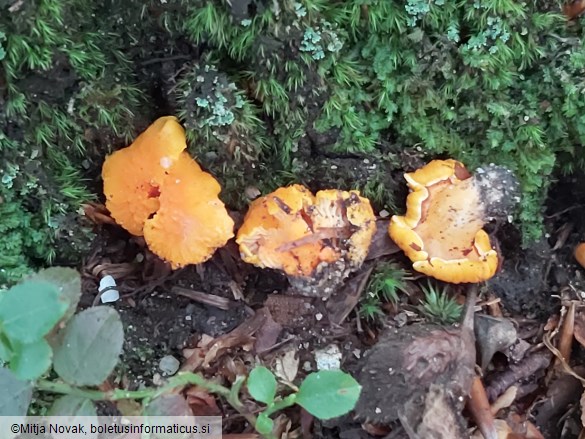 Cantharellus friesii