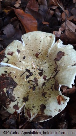 Russula olivacea