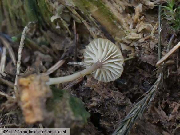 Lichenomphalia umbellifera