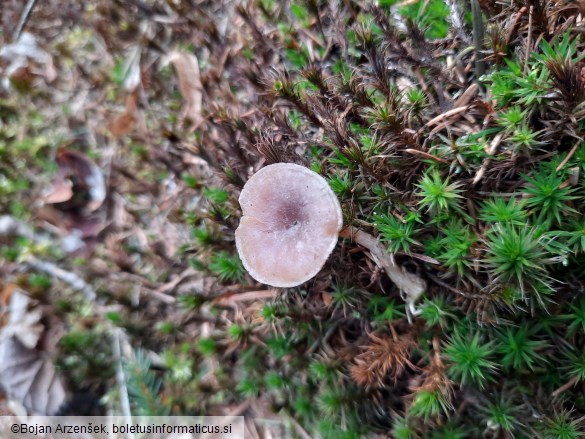 Rhizocybe pruinosa