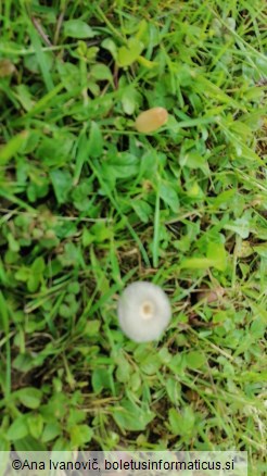 Coprinus plicatilis