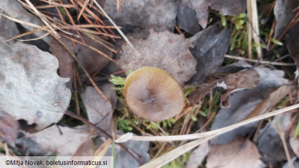 Hygrophorus hypothejus