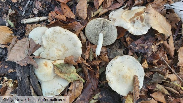 Atractosporocybe inornata