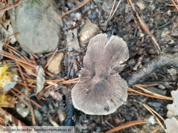 Tricholoma terreum