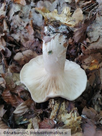 Clitocybe nebularis